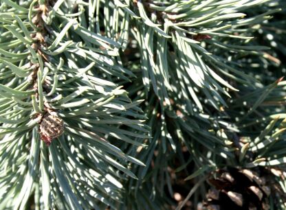 Rośliny iglaste szczepione na pniu