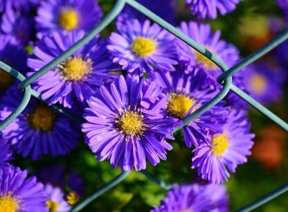 Aster