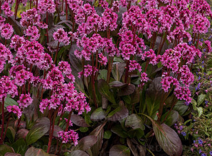 Bergenia
