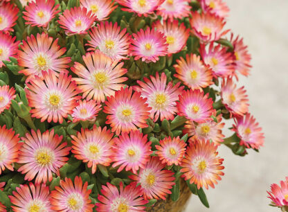 Delosperma