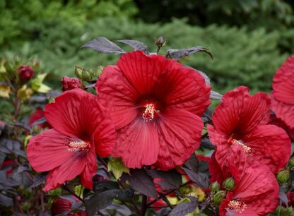Hibiskus bylinowy