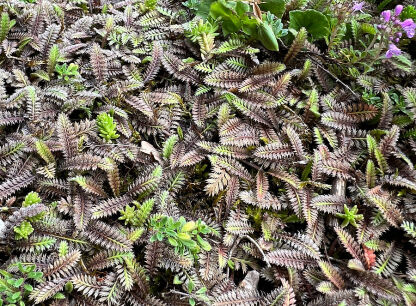 Leptinella