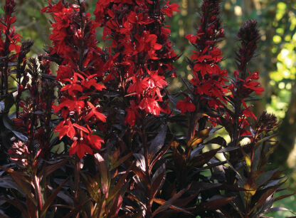 Lobelia