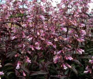Penstemon