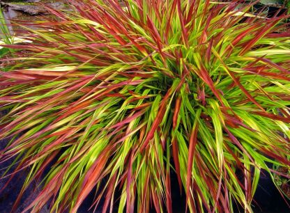 Hakonechloa