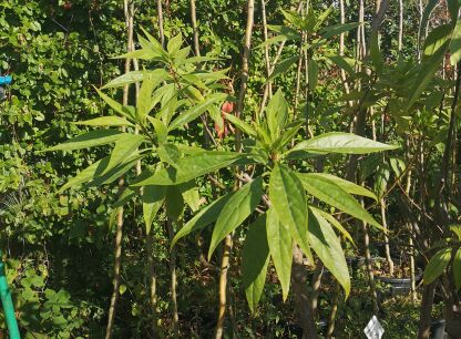 Chitalpa