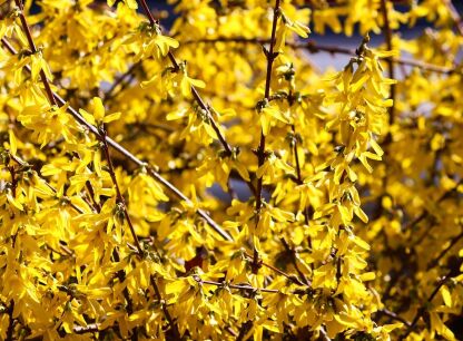 Forsycja