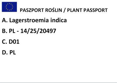 Lagerstremia