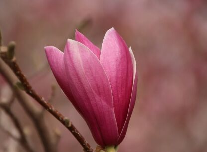 Magnolia