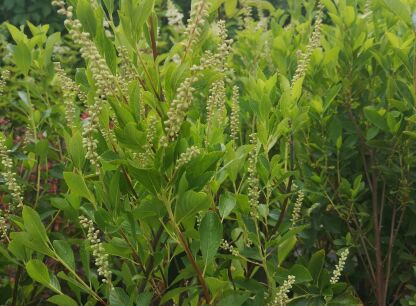 Orszelina
