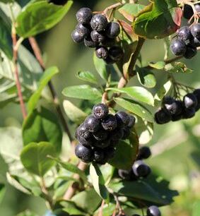 Aronia