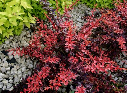 Krzewy i drzewa liściaste