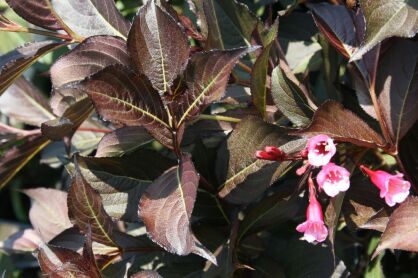 Krzewuszka Cudowna "Alexandra" (Weigela Florida)