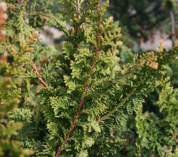 Cyprysik Tępołuskowy "Filicoides" (Chamaecyparis Obtusa)