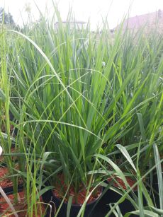 Turówka Wonna / Trawa Żubrowa (Hierochloe odorata)
