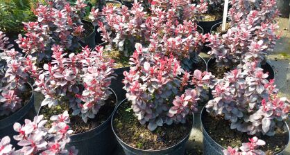 Berberys Thunberga "Concorde" (Berberis Thunbergii)