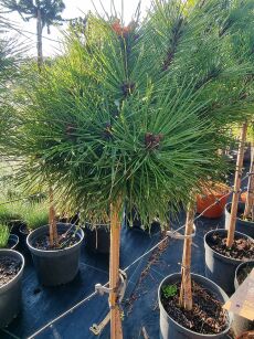 Sosna Czarna "Bambino" szczepiona (Pinus Nigra)