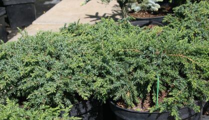 Jałowiec Pospolity "Green Carpet" (Juniperus Communis)