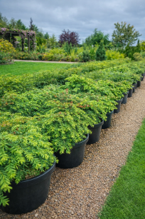 Choina Kanadyjska  (Tsuga Canadensis)