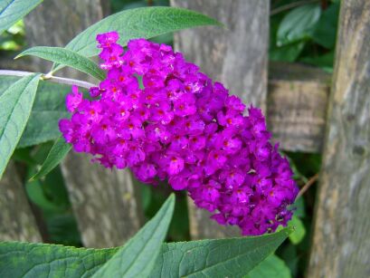 Budleja Dawida "Summer Beauty" (Buddleja Davidii)