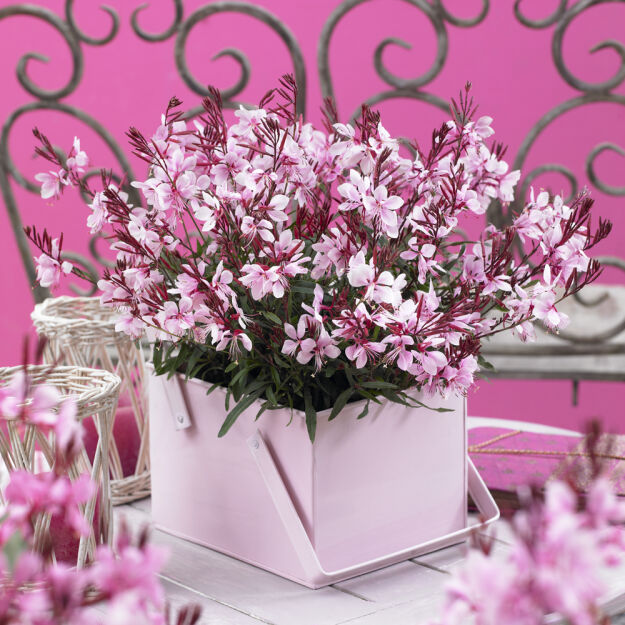 Gaura Gaudi® Compact Pink (Gaura lindheimeri )