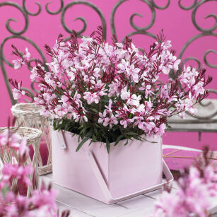 Gaura Gaudi® Compact Pink (Gaura lindheimeri )