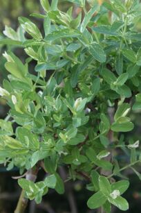 Wierzba Całolistna "Hakuro Nishiki" (Salix Integra)