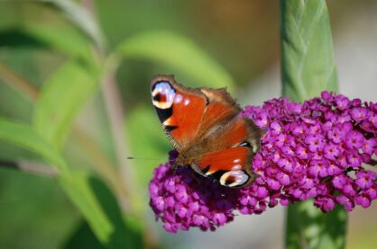 Budleja Dawida "Harlequin" (Buddleja Davidii)