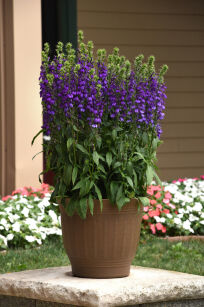 Lobelia okazała "Starship Blue" (Lobelia speciosa)