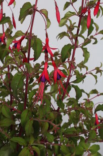 Fuksja "Gracilis"  (Fuchsia magellanica)