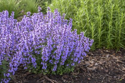 Kocimiętka Faassena "Cat's Pajamas Blue" (Nepeta faassenii)
