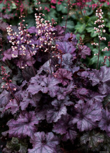 Żurawka "Rex Purple" (Heuchera)