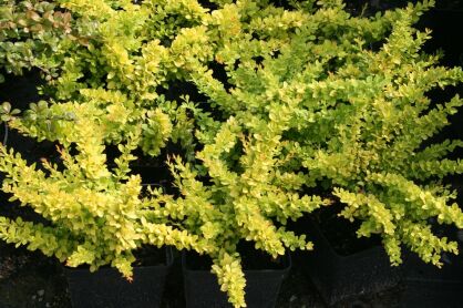 Berberys Thunberga "Sunsation" (Berberis Thunbergii)