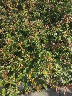 Ognik  "Kuntay" (Pyracantha Coccinea)