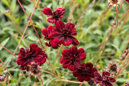 Kosmos "Chocamocha" (Cosmos)
