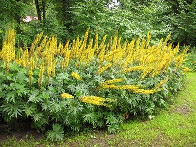 Języczka Przewalskiego (Ligularia Przewalskii)