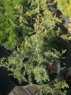 Jałowiec Pospolity "Wilseder Berg" (Juniperus Communis)