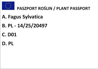 Buk Pospolity "Tricolor" (Fagus Sylvatica)