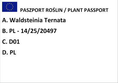 Pragnia Kuklikowata (Waldsteinia geoides)