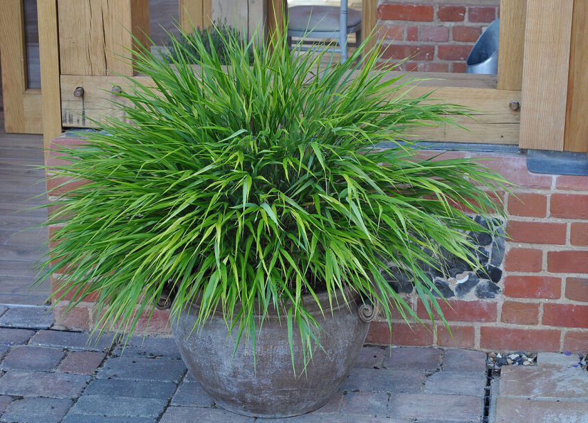 Hakonechloa Smukła 