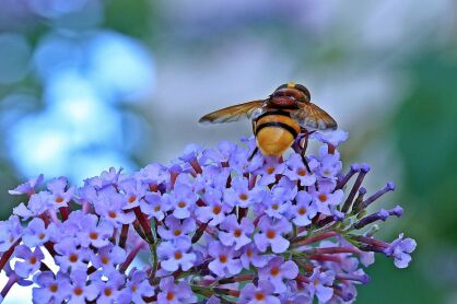 Budleja Dawida "Nanho Blue" (Buddleja Davidii)