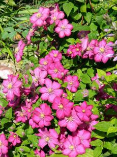 Powojnik "Ville de Lyon" (Clematis)