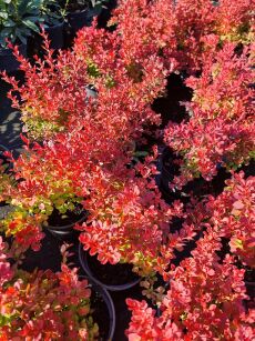 Berberys Thunberga "Karlik" (Berberis Thunbergii)