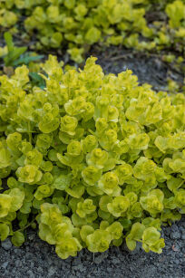 Tojeść rozesłana "Aurea (Goldilocks)" (Lysimachia nummularia)