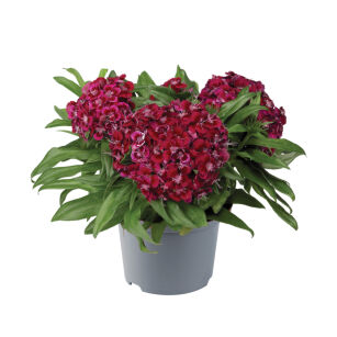 Goździk Brodaty "Barbarini® F1 Red," (Dianthus Barbatus)