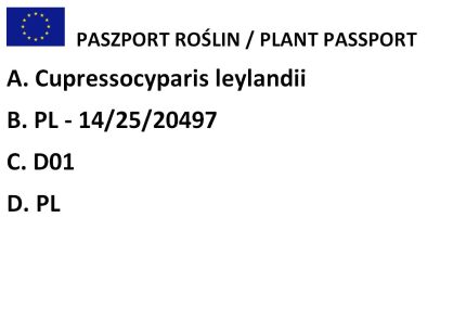 Cyprysowiec Leylanda 2001 (Cupressocyparis leylandii)