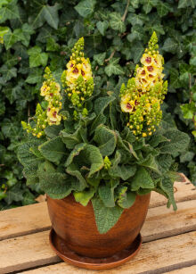 Dziewanna "Dark Eyes" (Verbascum)
