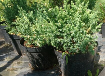 Jałowiec Chiński "Variegata" (Juniperus Chinensis)