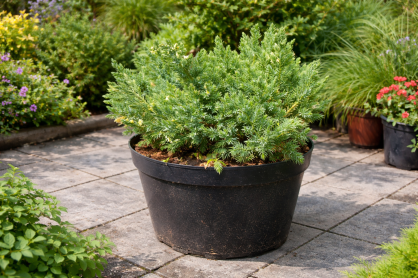 Jałowiec Chiński "Variegata" (Juniperus Chinensis)