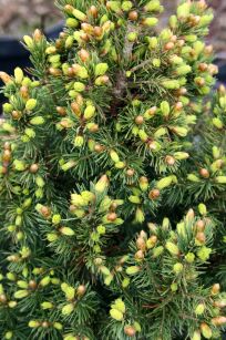 Świerk Biały "Daisy`s White" (Picea Glauca) 